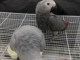 Dvojice afrických papoušků šedých