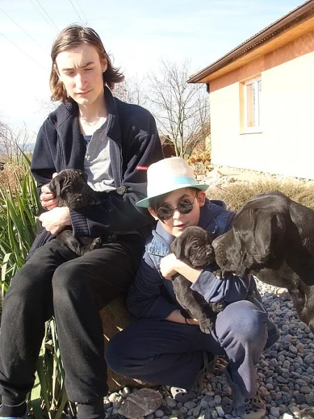 Cane corso