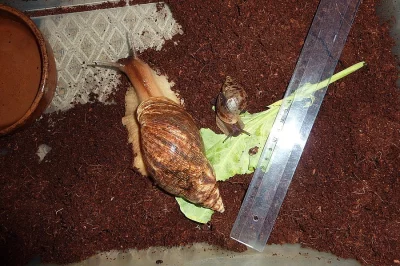 Miminka afrických šneků Achatina reticulata
