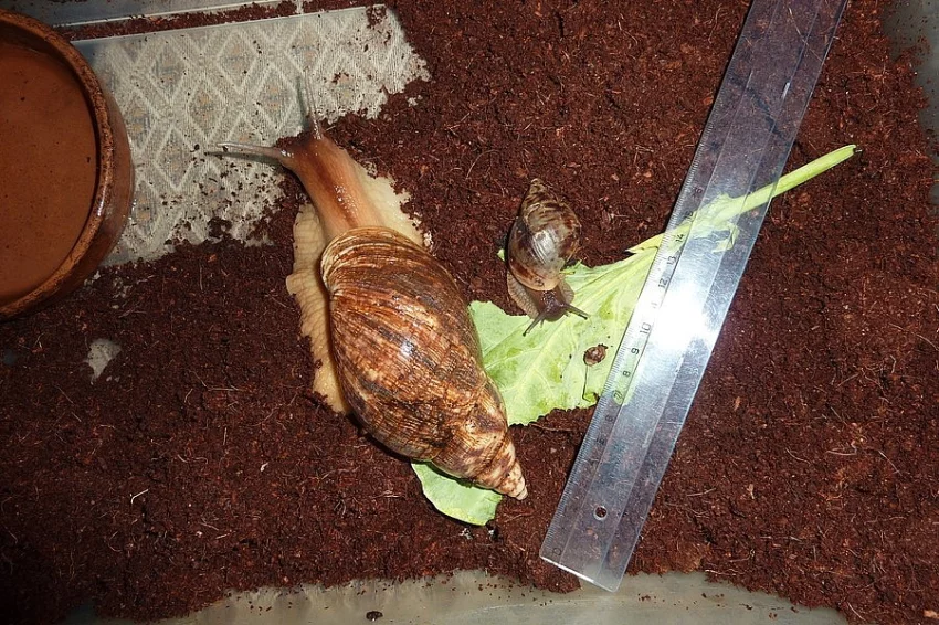 Miminka afrických šneků Achatina reticulata