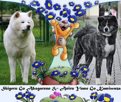 Akita inu s PP
