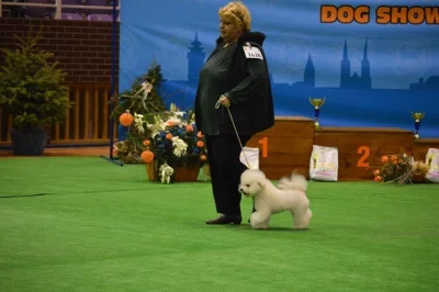 Bišonek - Bichon Frisé
