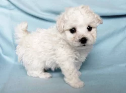 Bišonek - Bichon Frisé