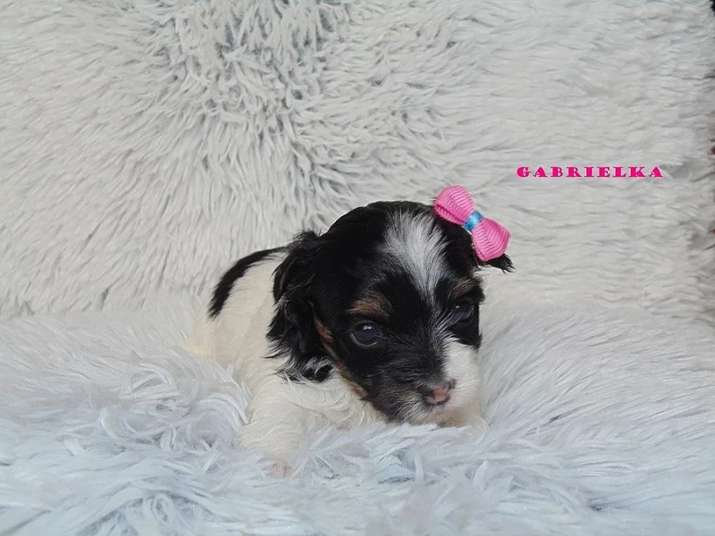 Biewer   yorkshire terrier s PP