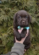 čokoládové štěně labradorského retrievera s PP