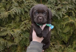 čokoládové štěně labradorského retrievera s PP