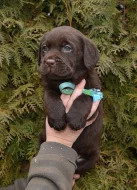 čokoládové štěně labradorského retrievera s PP