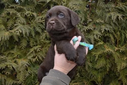 čokoládové štěně labradorského retrievera s PP