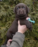čokoládové štěně labradorského retrievera s PP