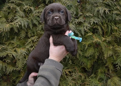čokoládové štěně labradorského retrievera s PP