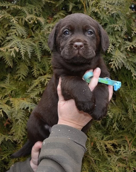 čokoládové štěně labradorského retrievera s PP