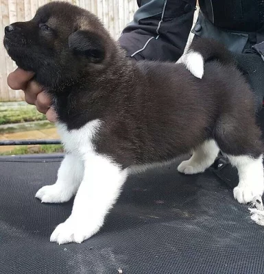 Prodám Shiba inu štěňata s PP