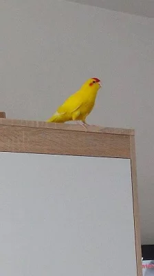 Kakariki