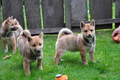 Shiba Inu štěňata s doklady