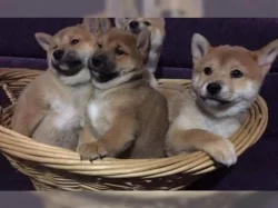 Shiba Inu štěňata s doklady