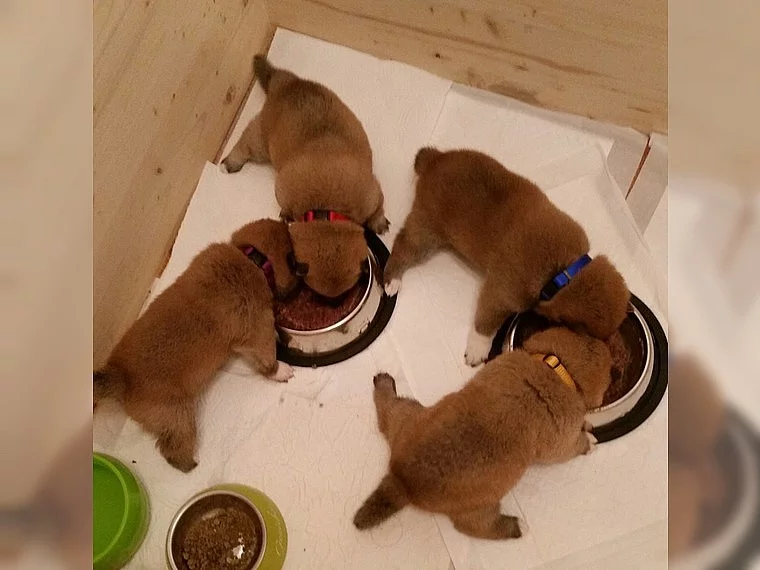 Shiba Inu štěňata s doklady