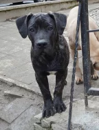 Boerboel štěňata s PP na prodej