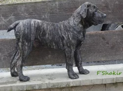 Boerboel štěňata s PP na prodej