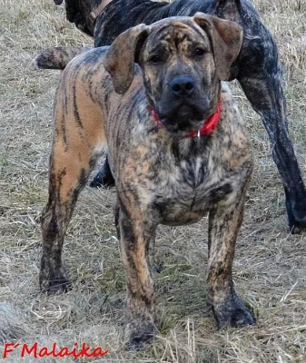 Boerboel štěňata s PP na prodej