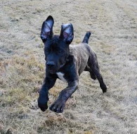 Boerboel štěňata s PP na prodej