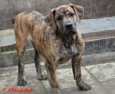 Boerboel štěňata s PP na prodej