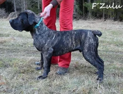 Boerboel štěňata s PP na prodej