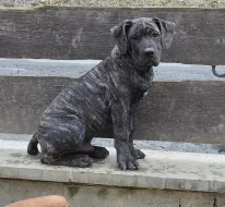 Boerboel štěňata s PP na prodej