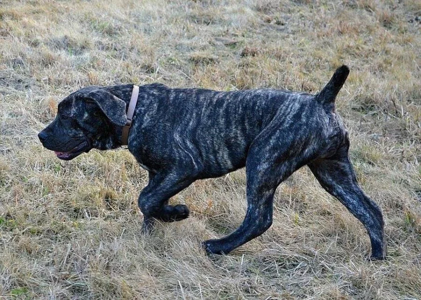 Boerboel štěňata s PP na prodej