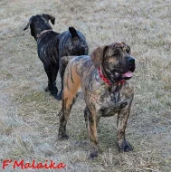 Boerboel štěňata s PP na prodej