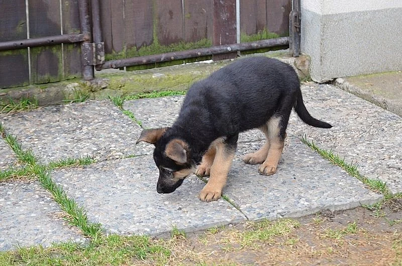 Něm.očák, štěně - fenka s průkazem