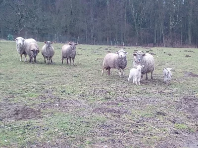 Prodám stádo ovcí