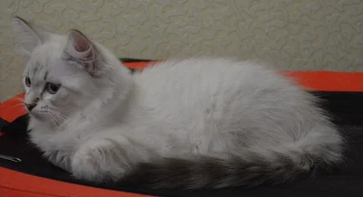 Prodam koťátko (plemeno něvská maškaráda)