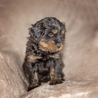 Tibetský teriér štěňata black & tan