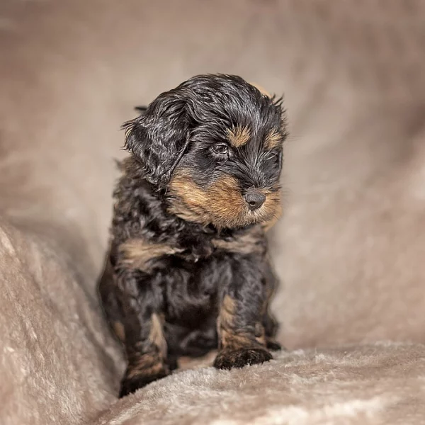 Tibetský teriér štěňata black & tan