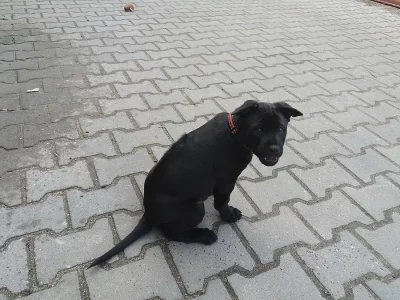 Nabízím štěňata thajského ridgebacka