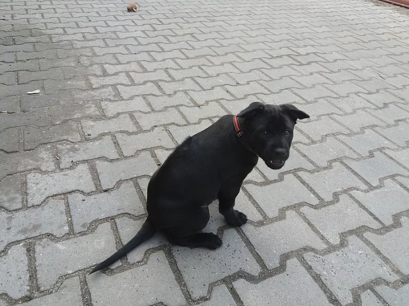 Nabízím štěňata thajského ridgebacka