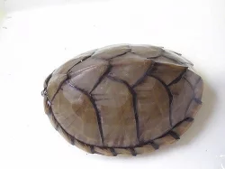 klapavka kýlnatá
