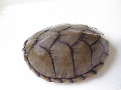 klapavka kýlnatá