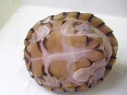 klapavka kýlnatá