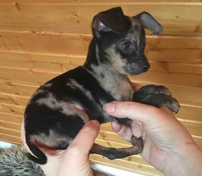štěňátko - pražský krysařík mini