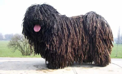 Puli bez pp