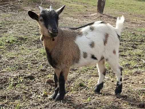 Holandská zakrslá kozička