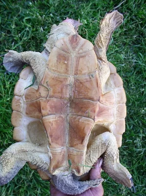 matamata třásnitá sames