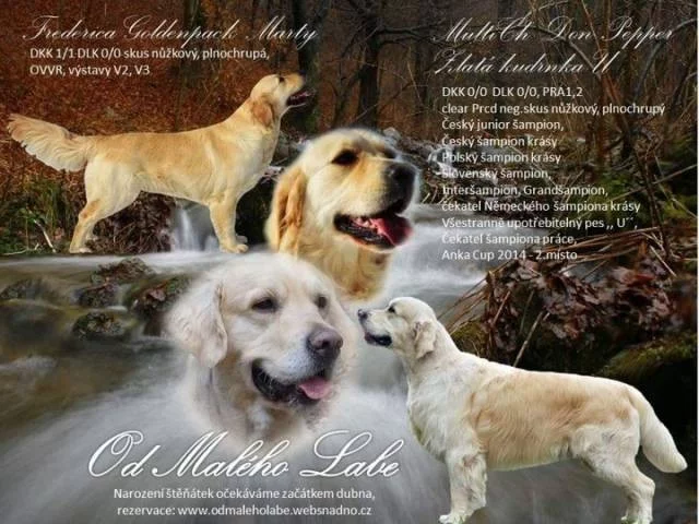 Zlatý retriever (golden retrieve) - štěňátka s PP