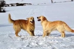Zlatý retriever (golden retrieve) - štěňátka s PP