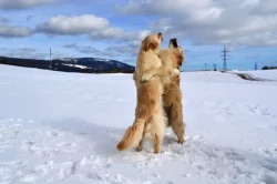 Zlatý retriever (golden retrieve) - štěňátka s PP
