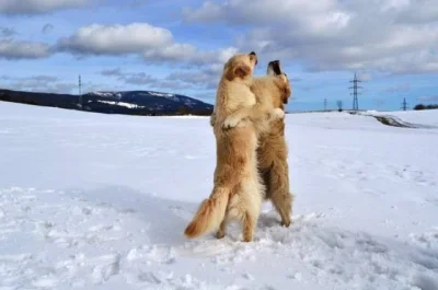 Zlatý retriever (golden retrieve) - štěňátka s PP