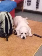 Zlatý retriever (golden retrieve) - štěňátka s PP