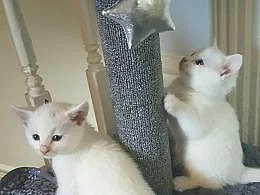 Koupím kočičku ragdoll