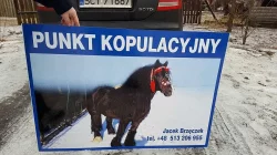 Kůň ke krytí